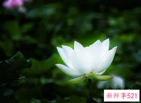 梦见白荷花预示是什么