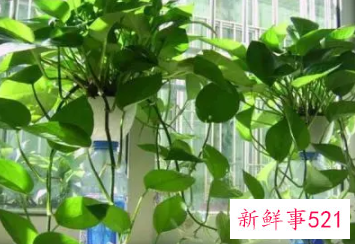 绿萝长的太长了怎么处理