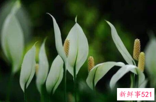 大门口适合摆放什么招财