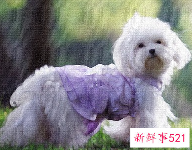 孕妇梦见三只狗是什么意思