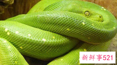 梦到各种颜色的蛇是什么预兆