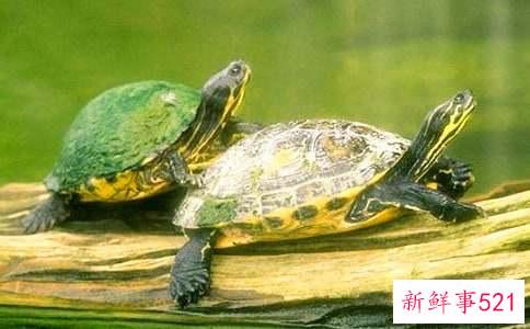 梦见乌龟飞是什么意思