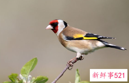 梦见抓鸟是什么意思