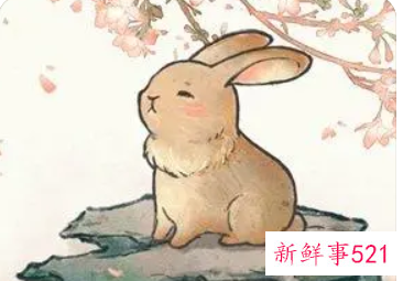 属兔五行缺什么