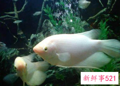 生命力最强十种观赏鱼