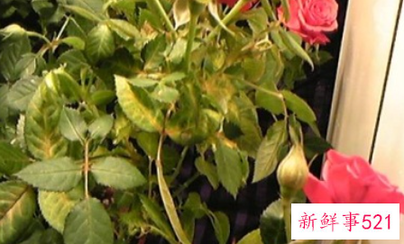 月季叶子发黄有斑的原因是什么