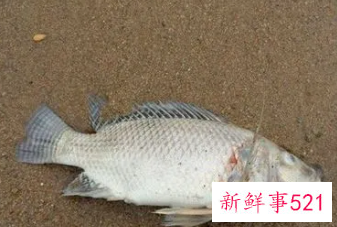 孕妇梦见抓死鱼是什么意思