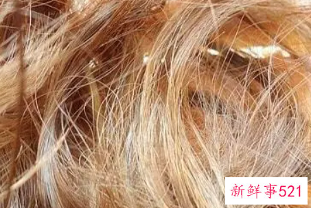 头发像杂草一样怎么办