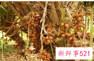 蛇皮果有哪些功效与作用