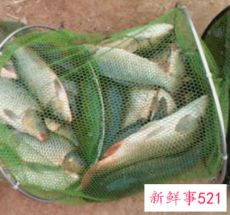 钓鱼必备专业知识