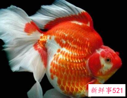 生命力最强十种观赏鱼