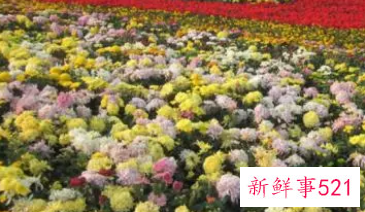 梦见菊花开是什么意思