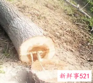 梦见砍树什么意思