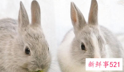 农家养兔常见错误