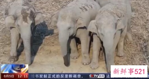 云南北迁象群持续在昆明双河乡活动