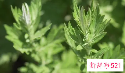 艾叶草的功效与作用禁忌