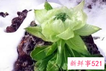 梦见摘天山雪莲花