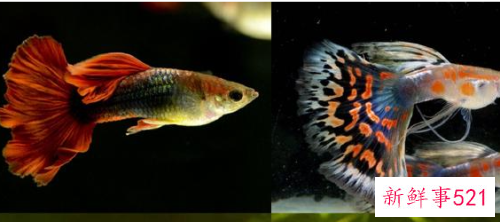 生命力最强十种观赏鱼