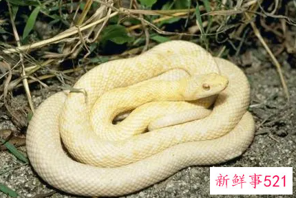 梦见抓白蛇的意思