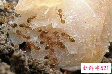 厨房如何巧除蚂蚁