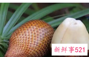 蛇皮果有哪些功效与作用