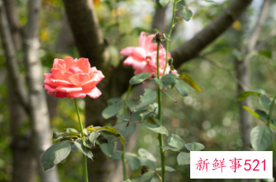 月季叶子发黄有斑的原因是什么