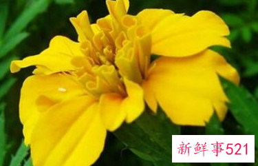 象征内心强大的花