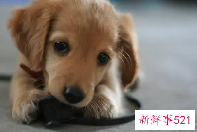 养宠物的人一般叫什么