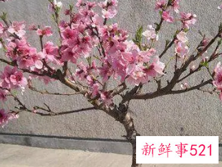 镇宅辟邪最厉害的植物桃树