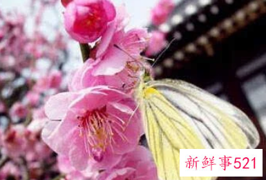 男人遇到烂桃花的征兆