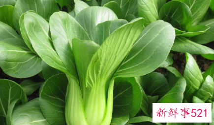 上海青菜是热性还是凉性