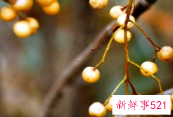 世界上最毒的植物排行榜