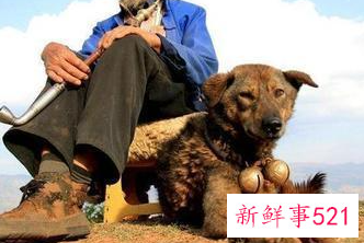 养宠物的人一般叫什么