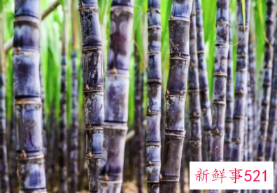 梦见偷甘蔗寓意