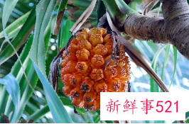 菠萝果的功效与营养