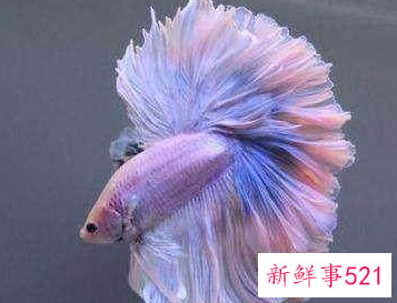 生命力最强十种观赏鱼