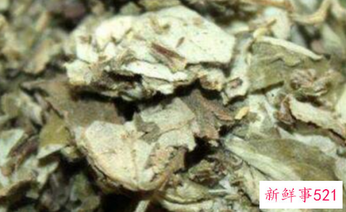 艾叶草的功效与作用禁忌