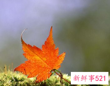 浪漫有创意的表白方式