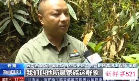 云南北迁象群持续在昆明双河乡活动