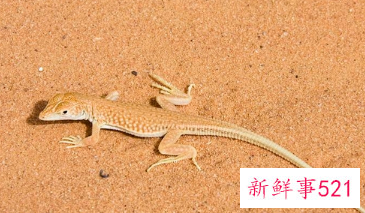 梦见家里到处是壁虎