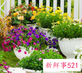 属猴幸运植物花草