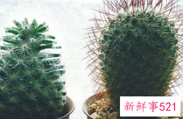 象征内心强大的花