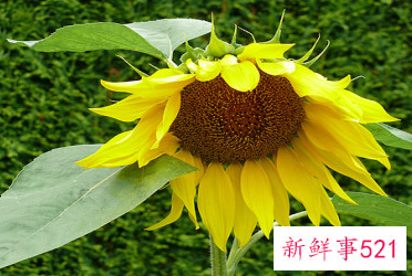 梦见花朵是什么意思