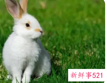 属兔五行缺什么