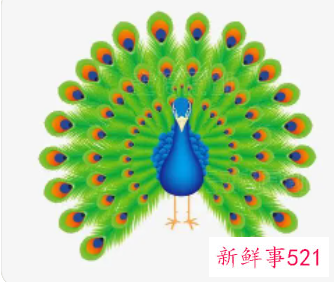 梦见孔雀羽毛寓意