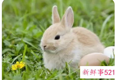 属兔五行缺什么