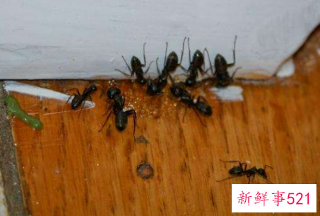 厨房如何巧除蚂蚁