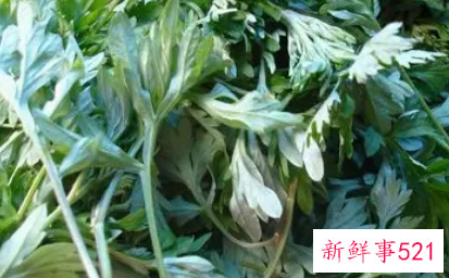 艾叶草的功效与作用禁忌