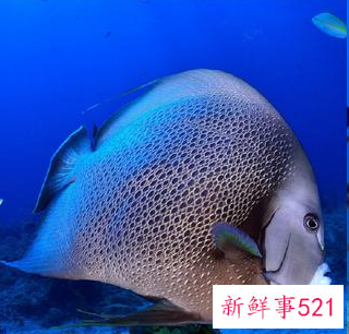 生命力最强十种观赏鱼