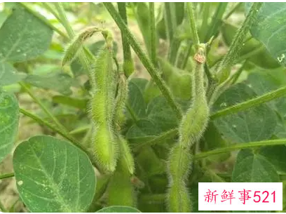 吃毛豆的好处和危害